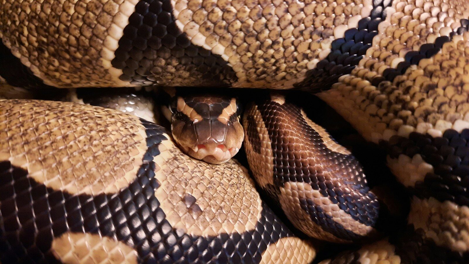 a snake with its mouth open