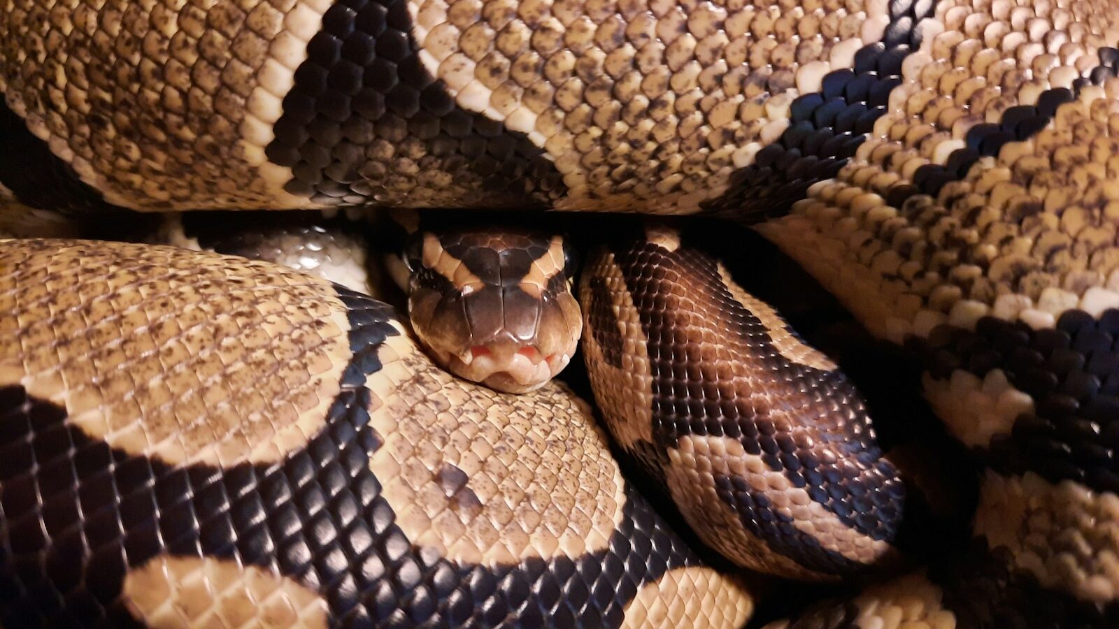 Ball Python curled up