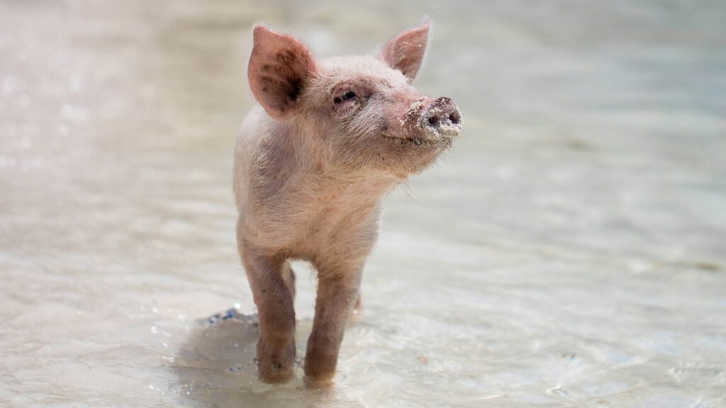 A small pink mini pig standing in shallow water.