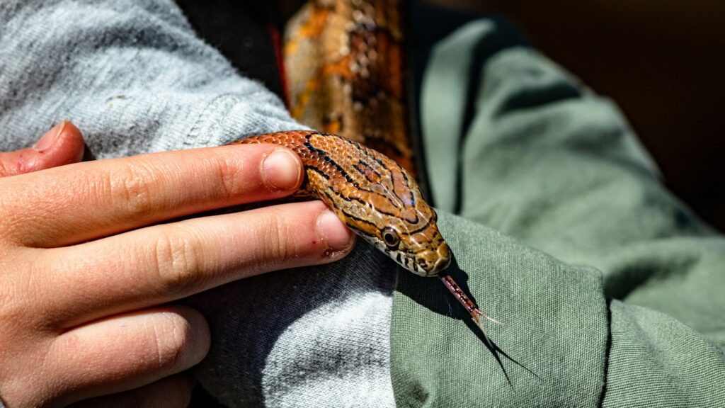 A close up of a snake showing its orange and brown patterned scales, being held gently by a person's hands.