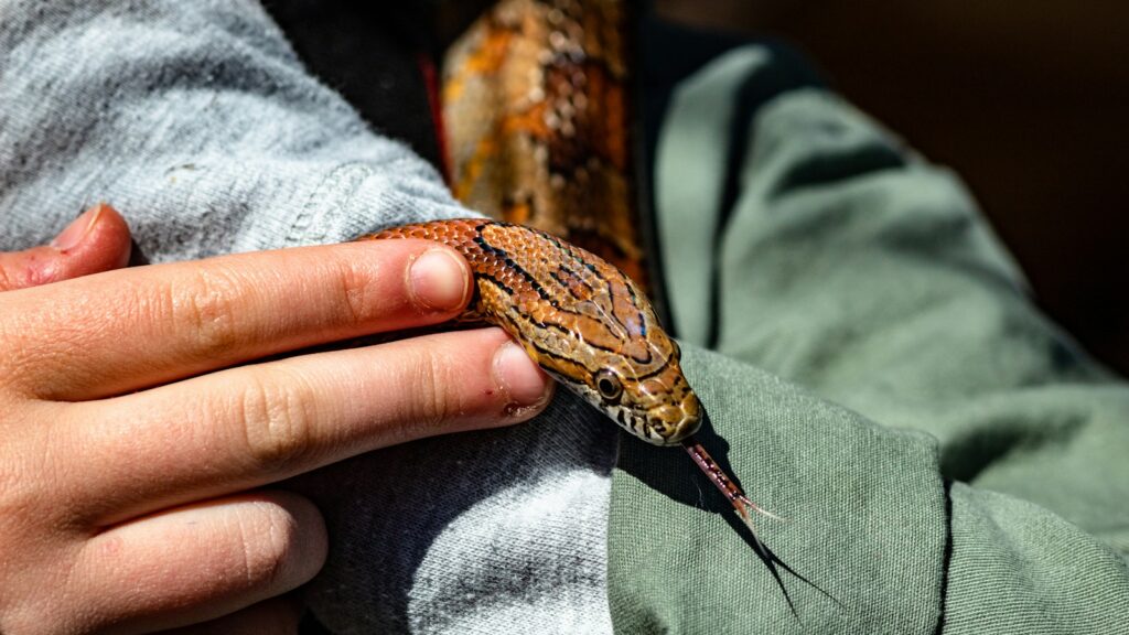 A close up of a person holding a snake.