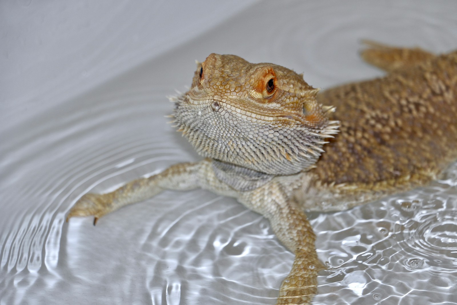 a close up of a bearded dragon in a pool of water