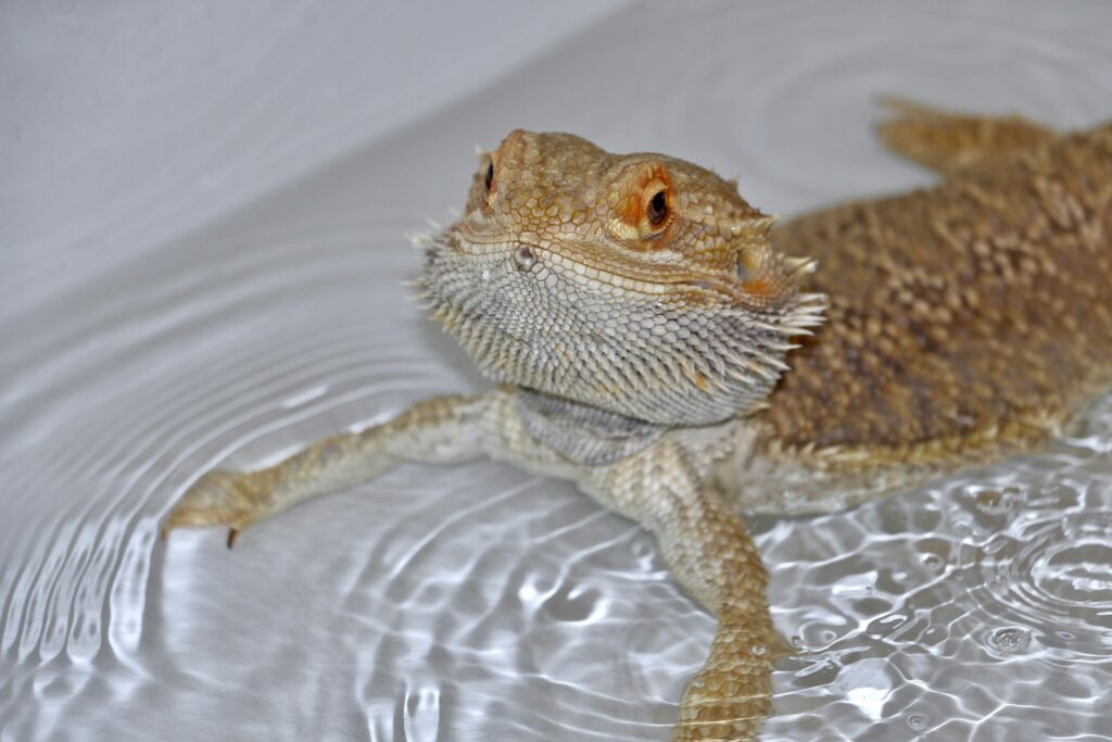 a close up of a bearded dragon in a pool of water