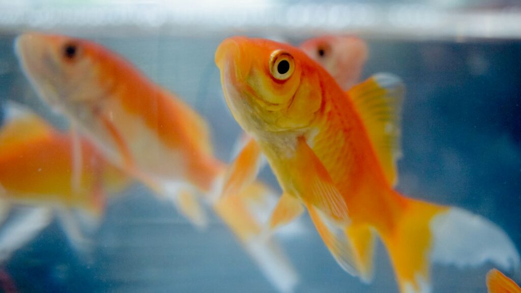 A group of bright orange and white goldfish with flowing fins swimming in a clear aquarium, with one goldfish in focus in the foreground.