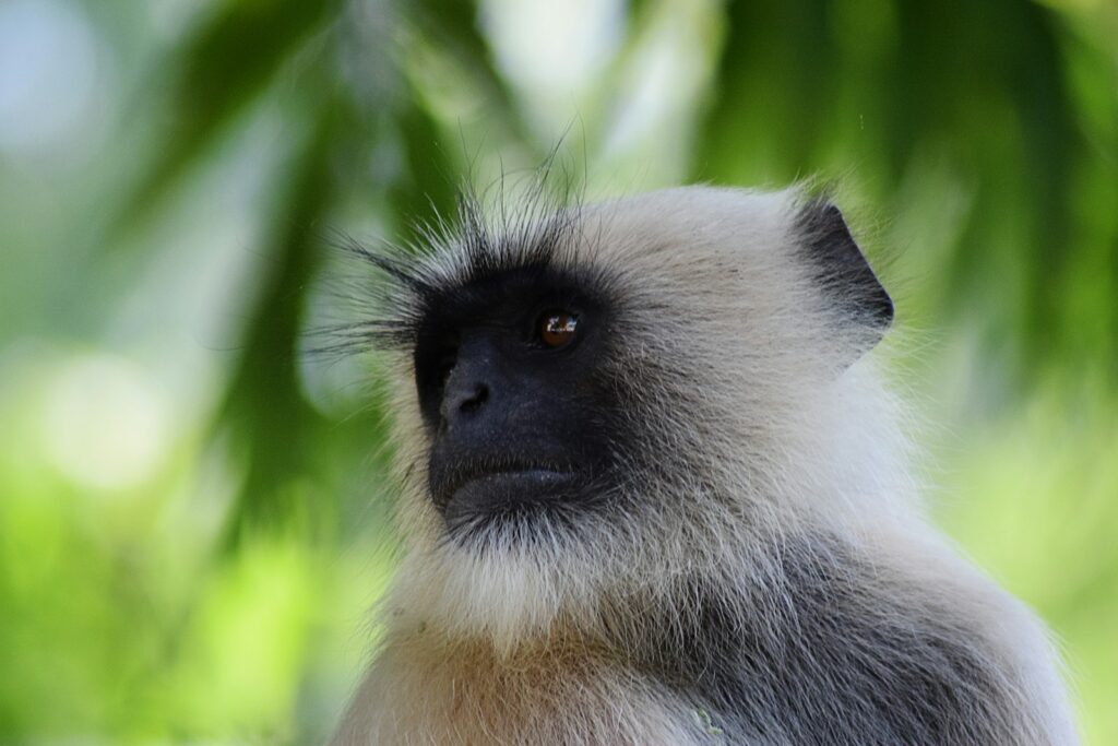 white and black monkey