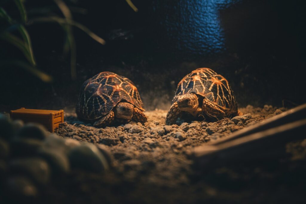 two tortoise on gray pavement
