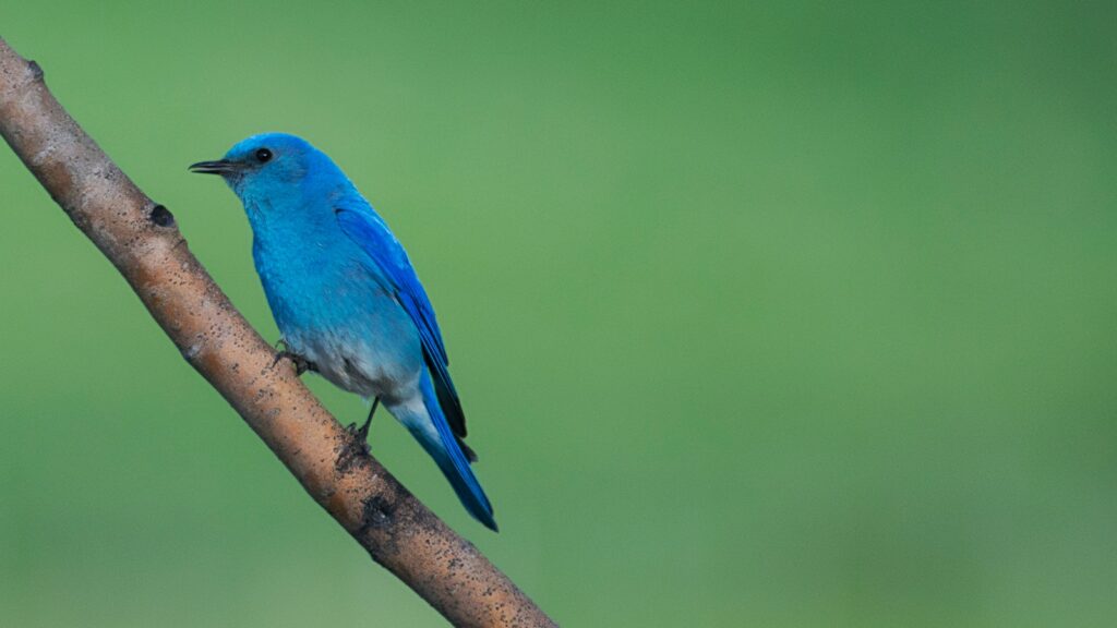 blue bird perched on branch