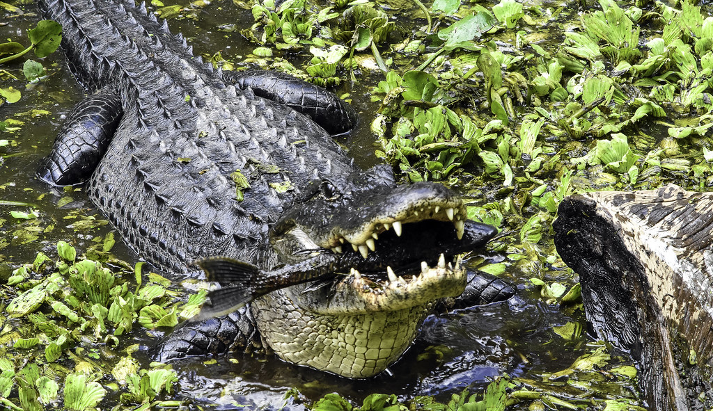 Altered Feeding Patterns During Breeding Season