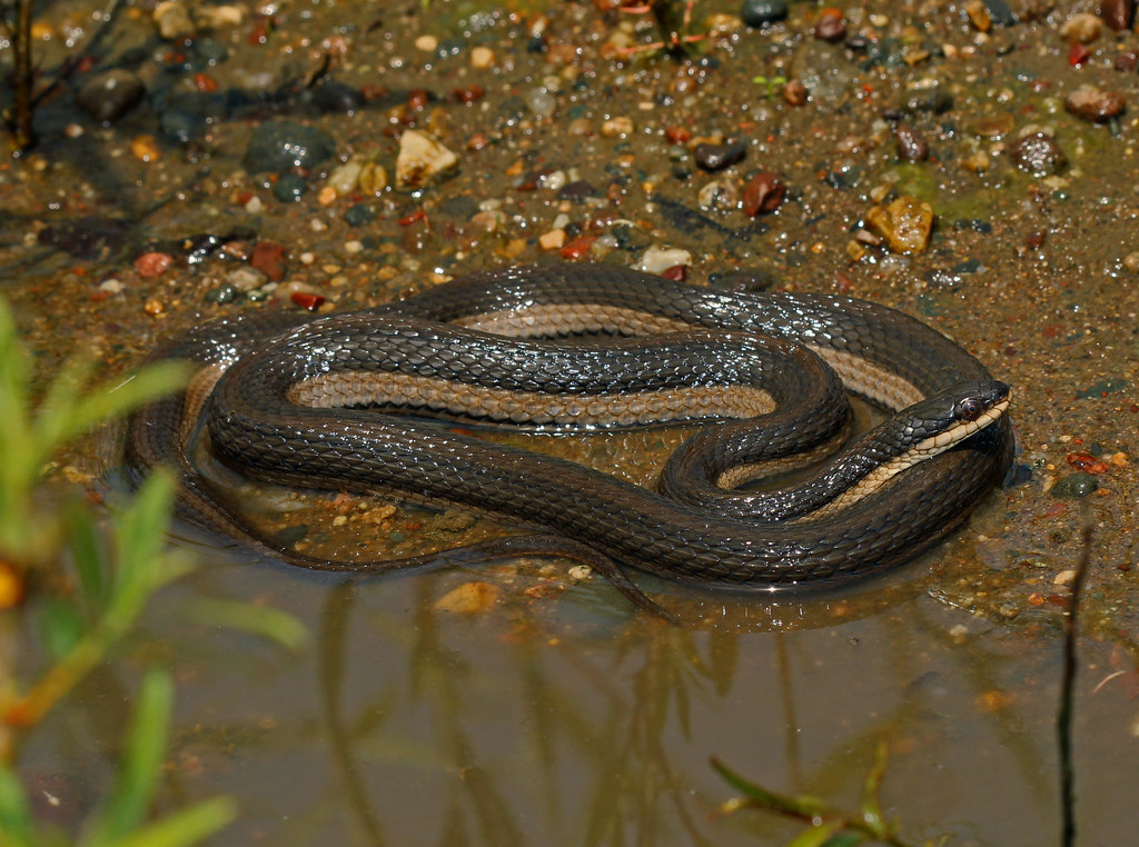 Graham's Crayfish Snake (Regina grahamii)