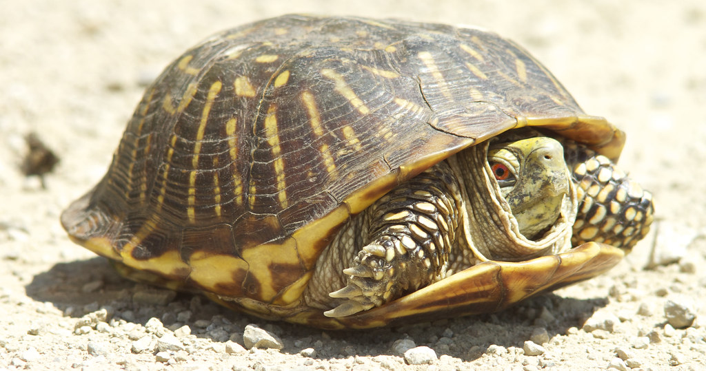 turtle (Ornate Box turtle)