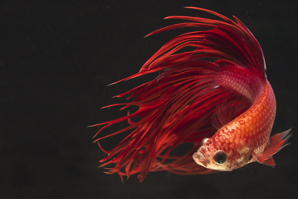 betta fish