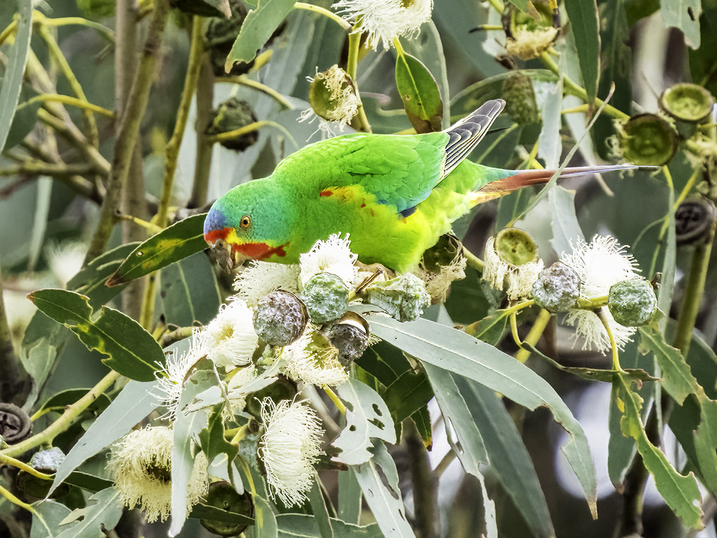 Swift Parrot (Lathamus discolor) - CRITICALLY ENDANGERED