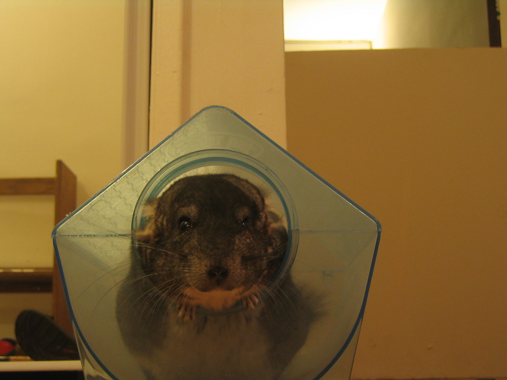 Integrating Dust Baths Into Overall Chinchilla Care