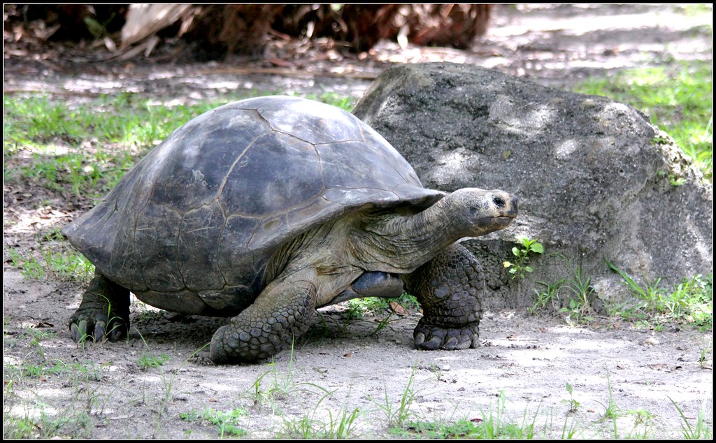 The Remarkable Longevity of Tortoises