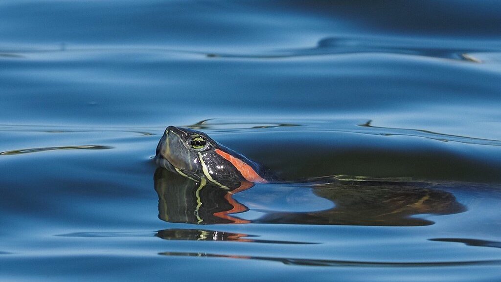 Red-eared slider (turtle - Trachemys scripta elegans) at Sepulveda Basin Wildlife Area - Van Nuys, CA