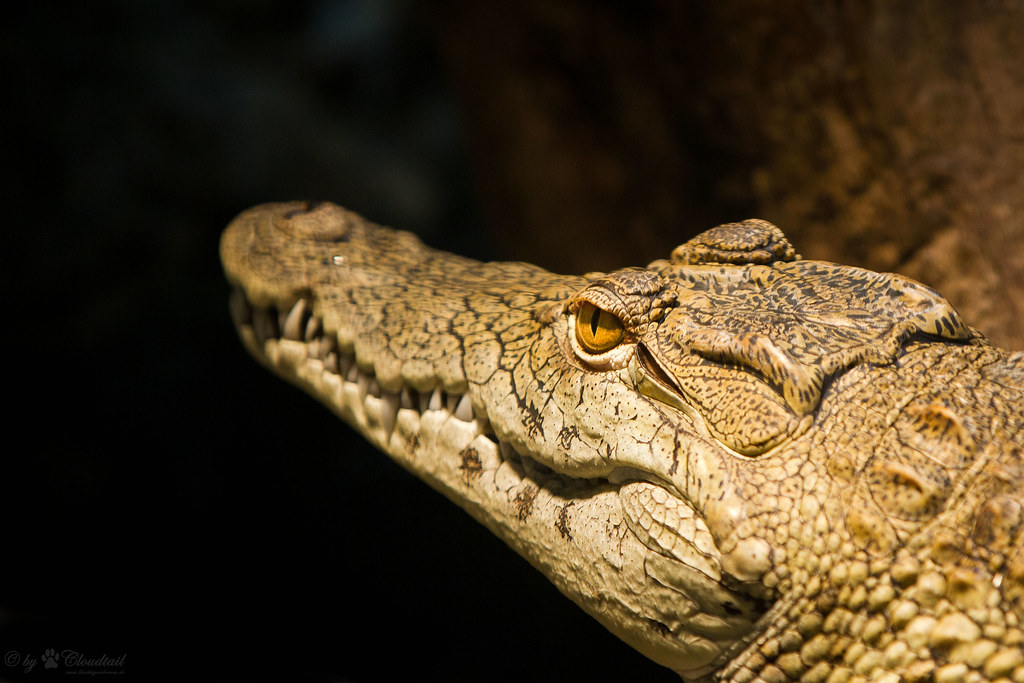 head of a crocodile