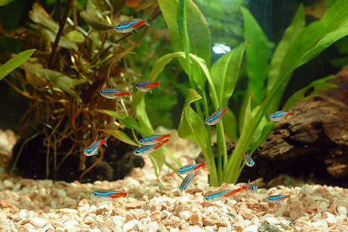 Creating Natural Behaviors Through Proper Aquascaping