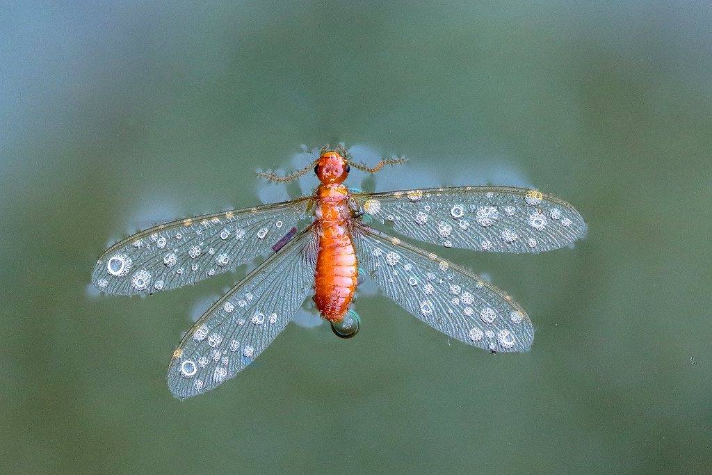 Insects and Invertebrates