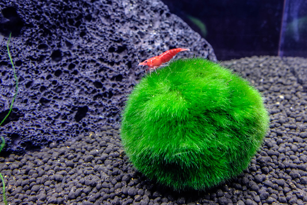 Red Cherry Shrimp