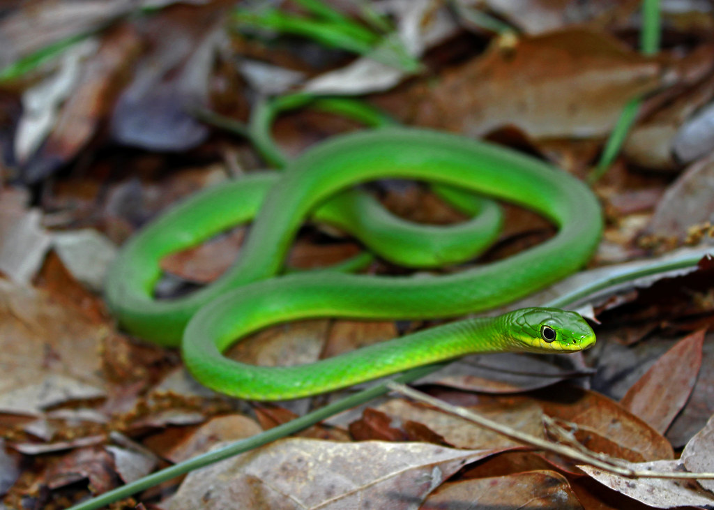 Rough Green Snake (Opheodrys aestivus)