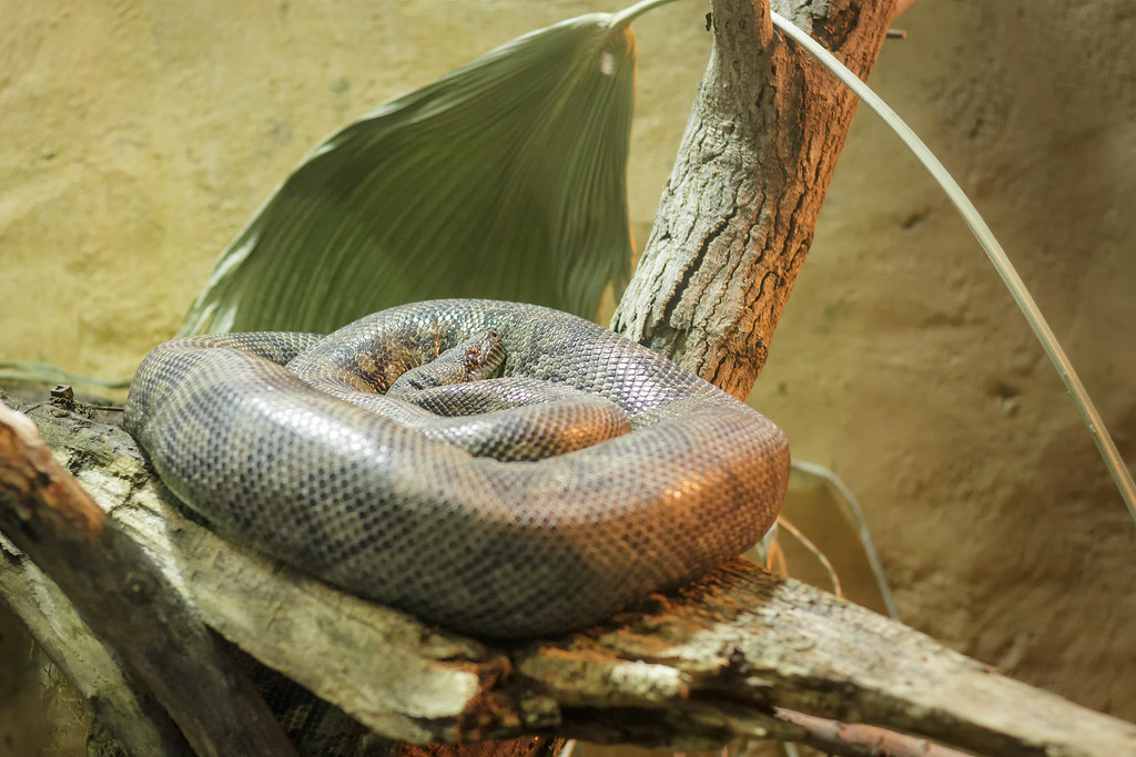 Curled Up Under the Heat Lamp