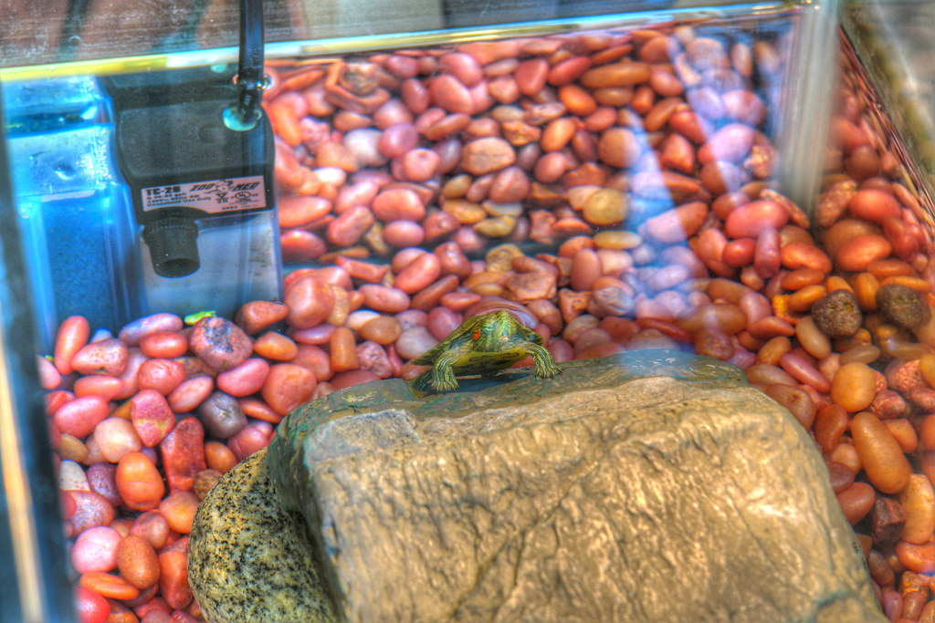 Puppy, the Pet Turtle, poses for an HDR Portrait.
