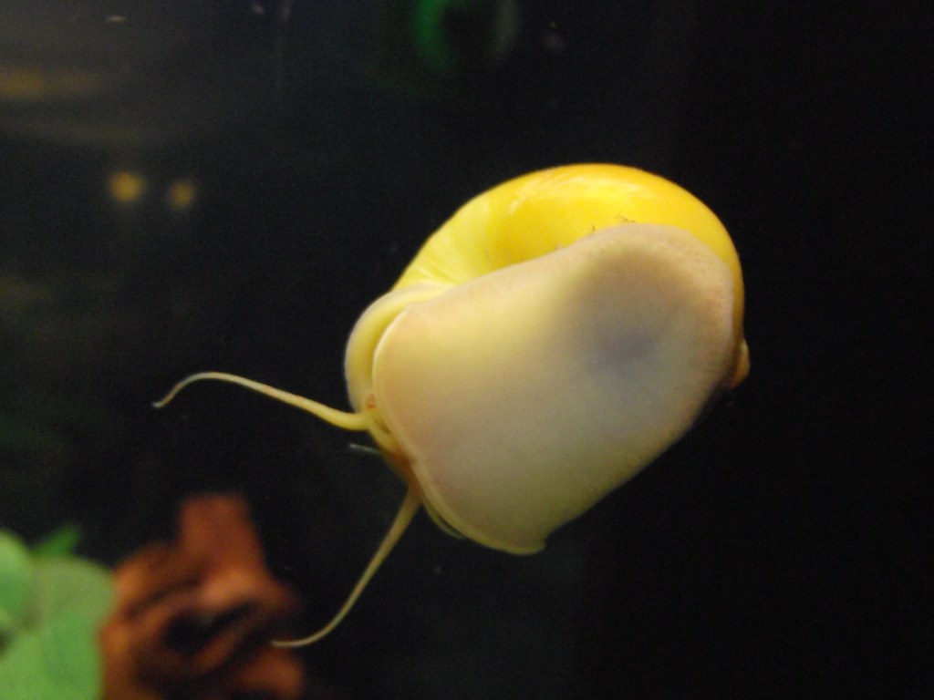 snail