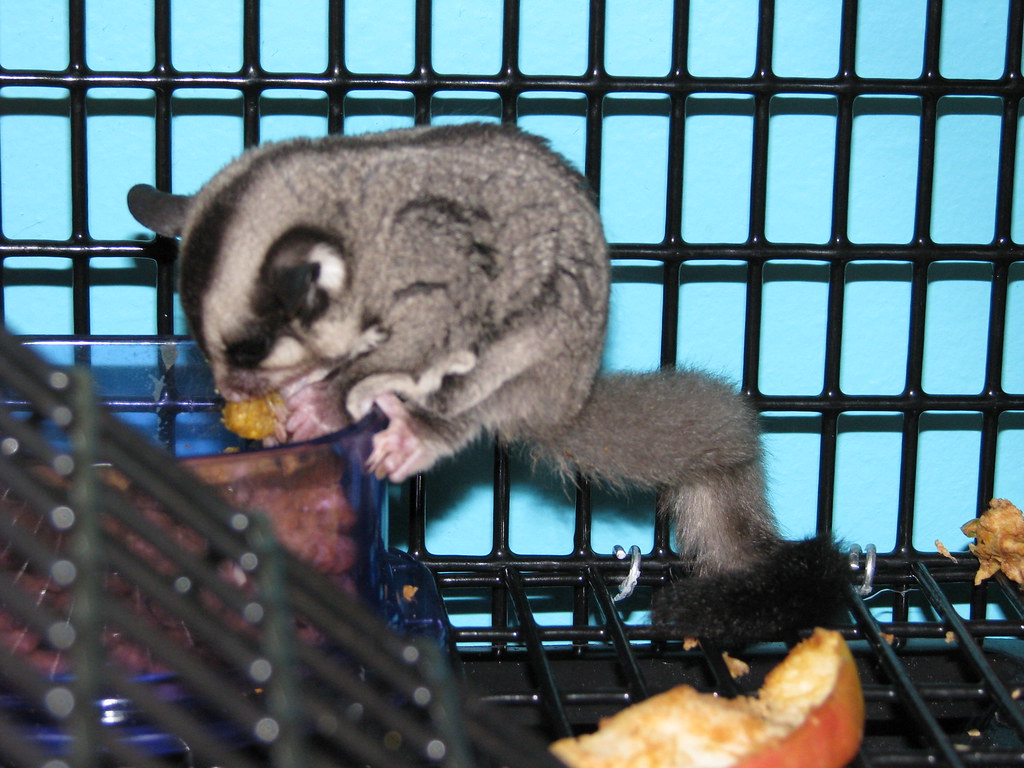 Eating Glider food