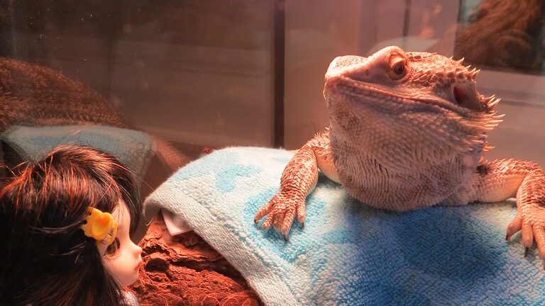 bearded dragon