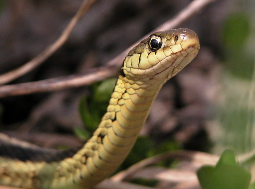 Garter Snake Pose
