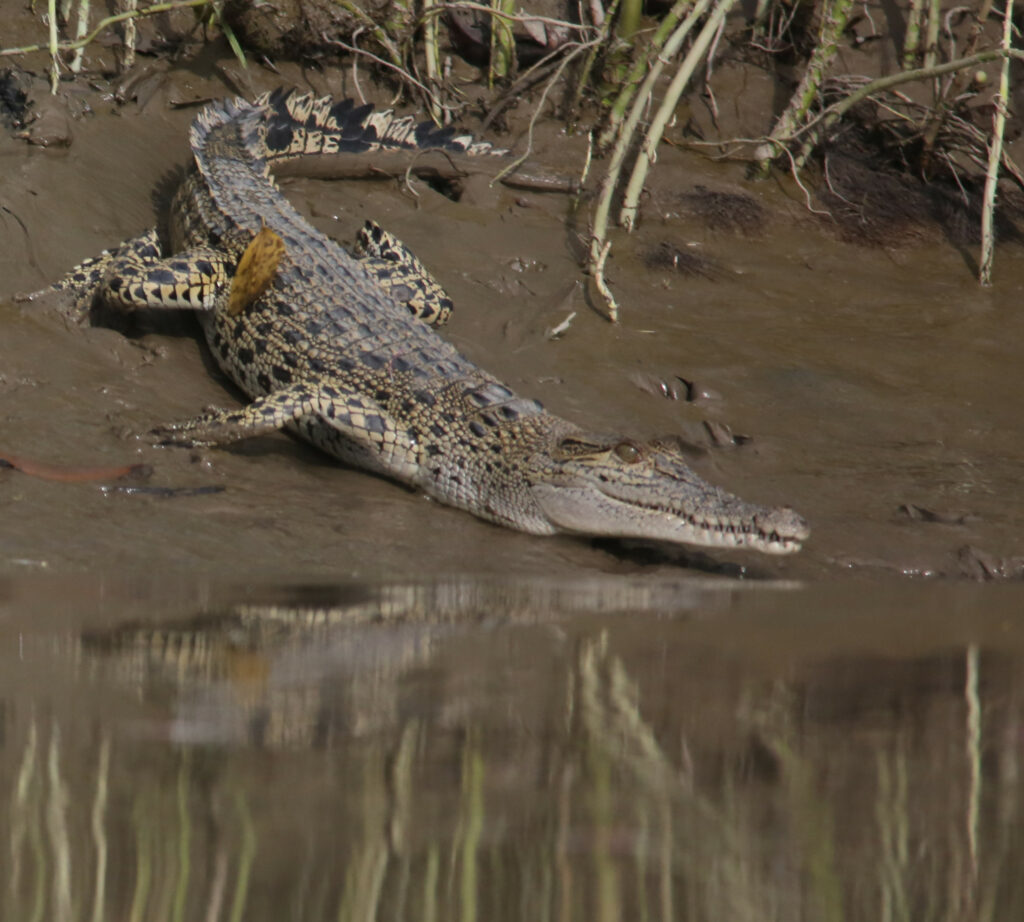 Saltwater Crocodile 02 (Crocodylus porosus) at Mein-ma-hla Kyun Wildlife Sanctuary