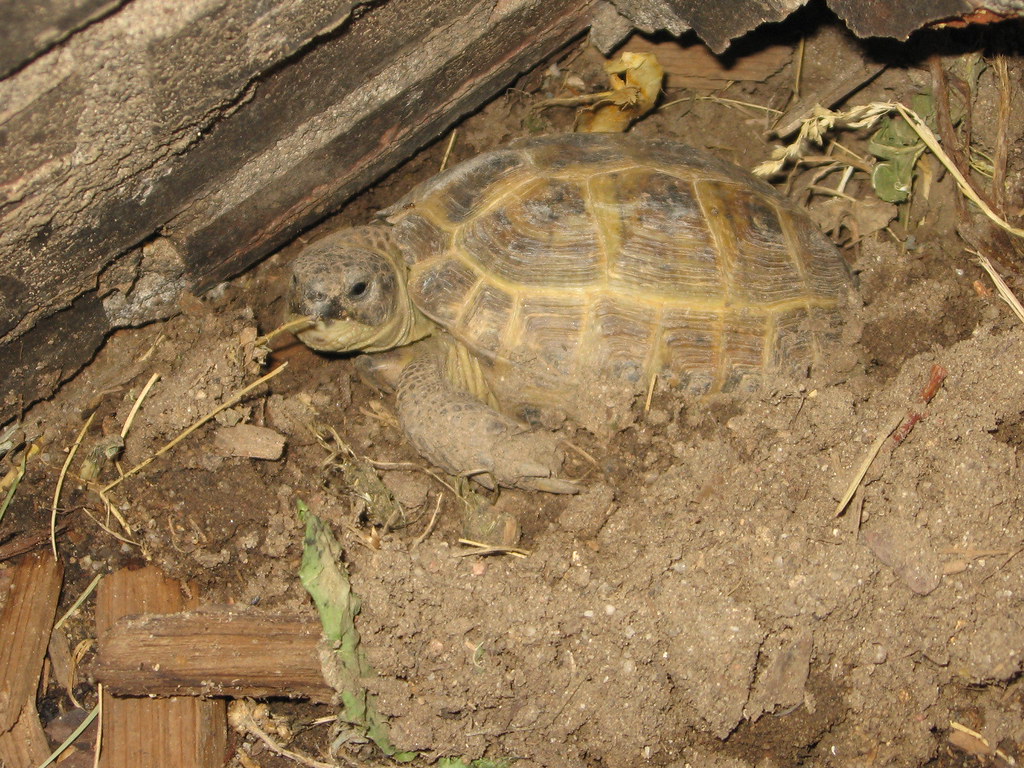 Soiled Bedding or Substrate