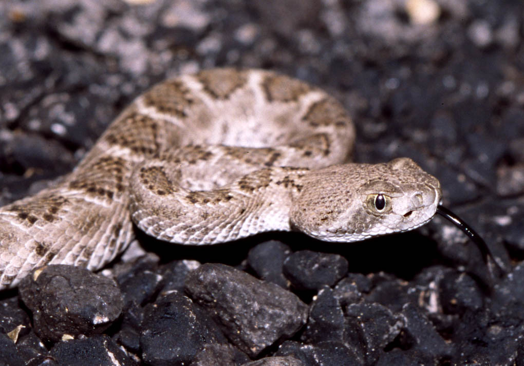Baby Western Diamondback Rattlesnake -- west Texas