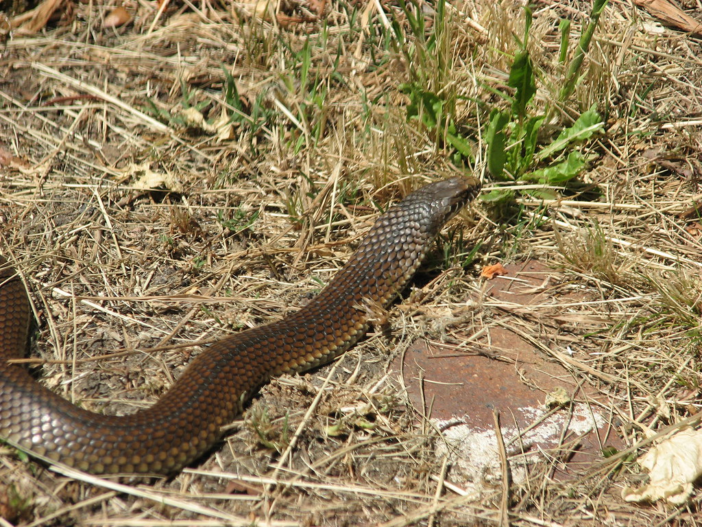 copperhead snake