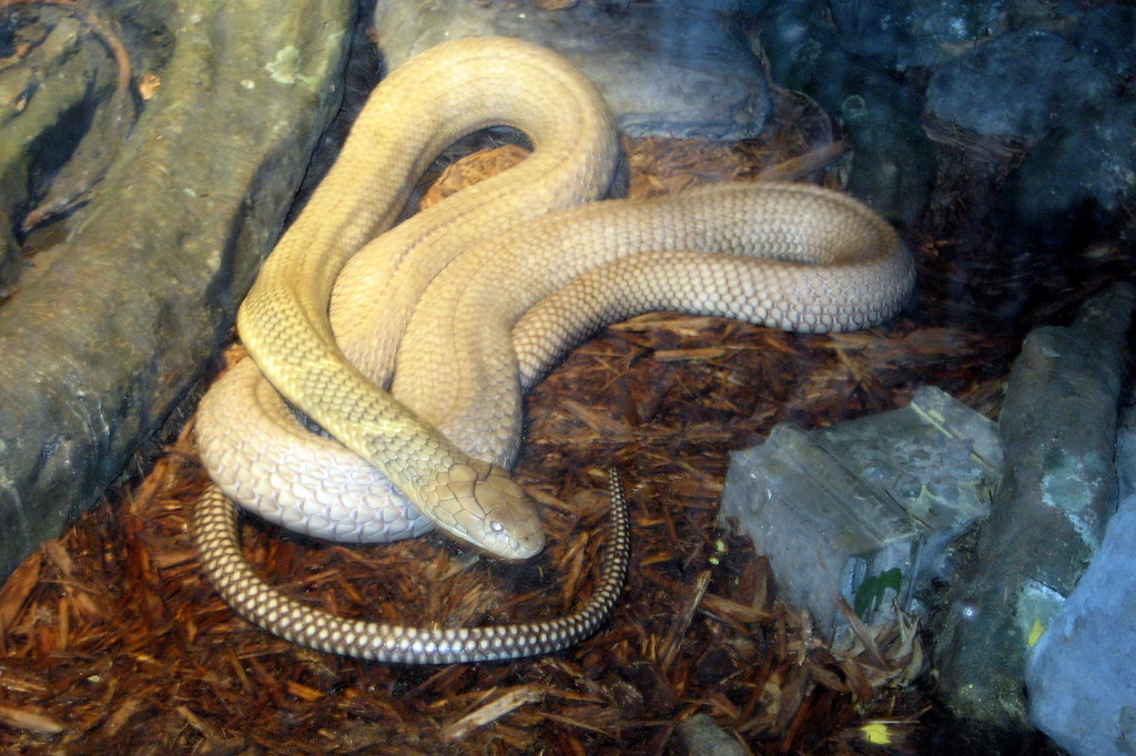 NYC - Bronx - Bronx Zoo - House of Reptiles - King Cobra