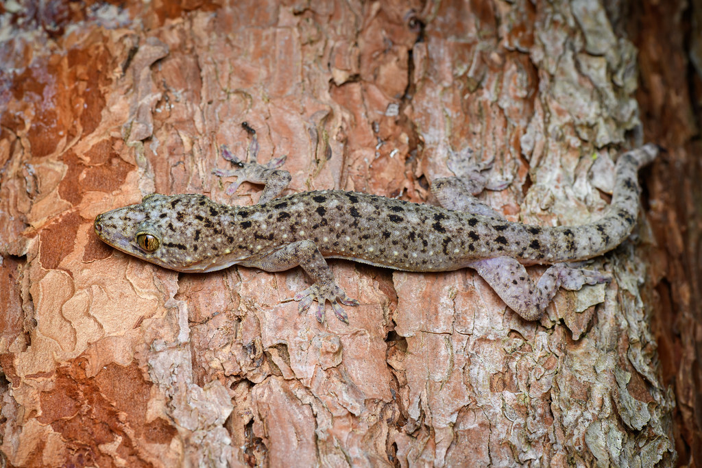 Gekko monarchus, Spotted tokay gecko - Betong District, Yala Province