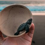person holding gray and black turtle on beach during daytime