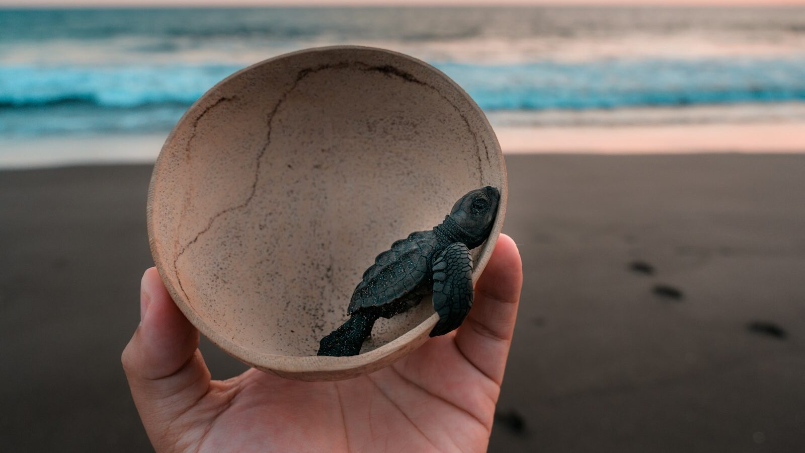 person holding gray and black turtle on beach during daytime