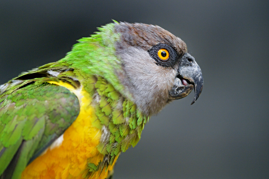Senegal parrot
