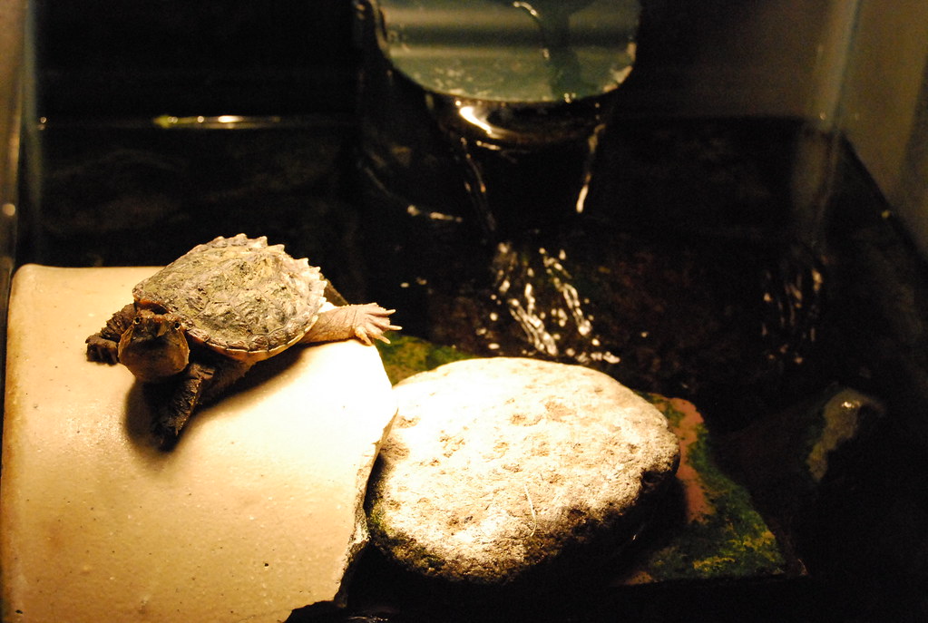 When Excessive Basking May Signal Illness
