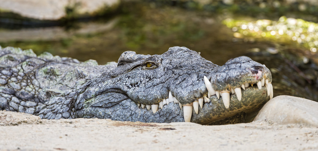 crocodile lifting its head