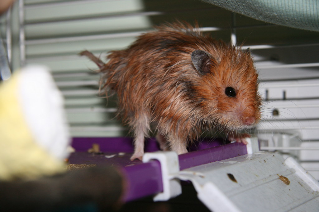 Recognition Challenges with Stressed or Rehomed Exotics