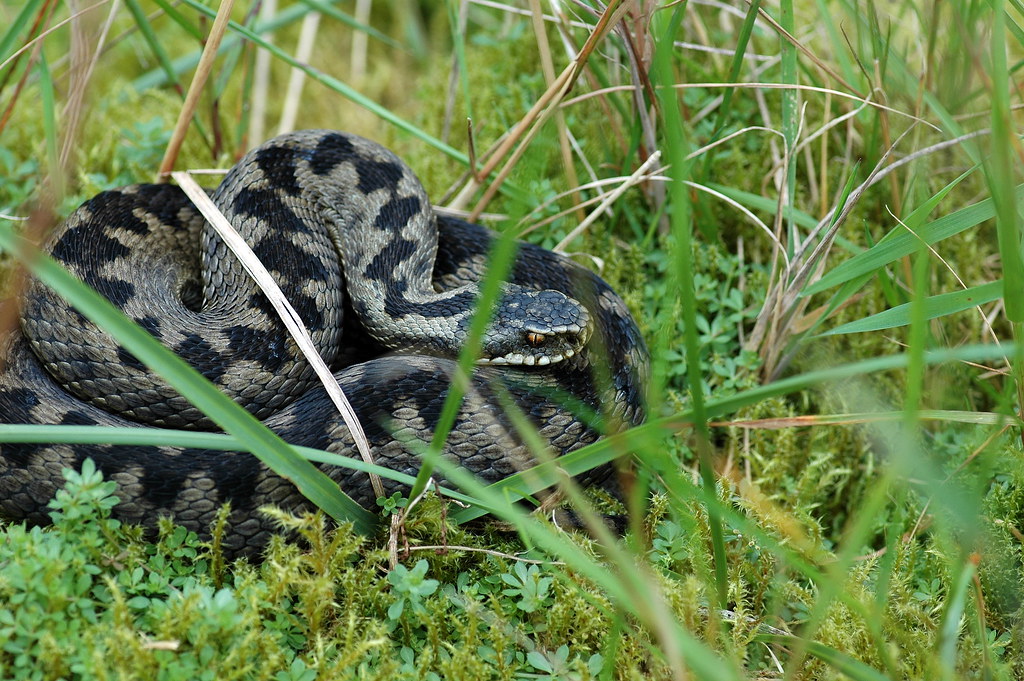 Vipera berus (Common European Adder / Adder)