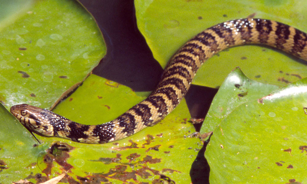 Caramel color Florida Banded Water Snake near Gainesville