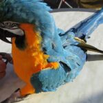 birds claws being clipped
