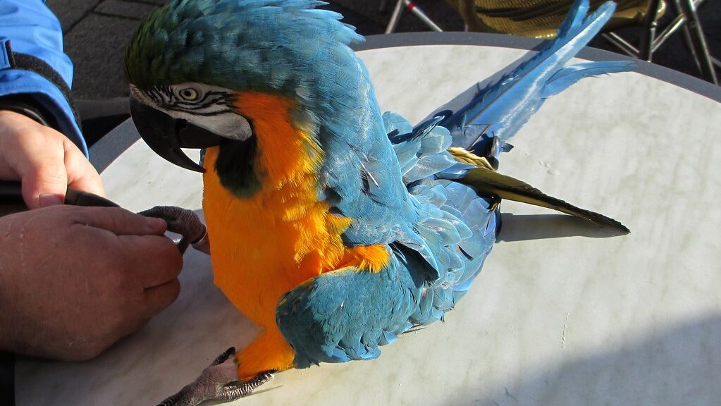birds claws being clipped