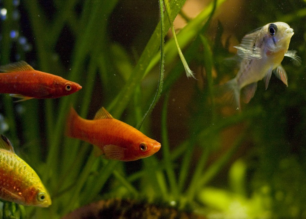 swordtail fish