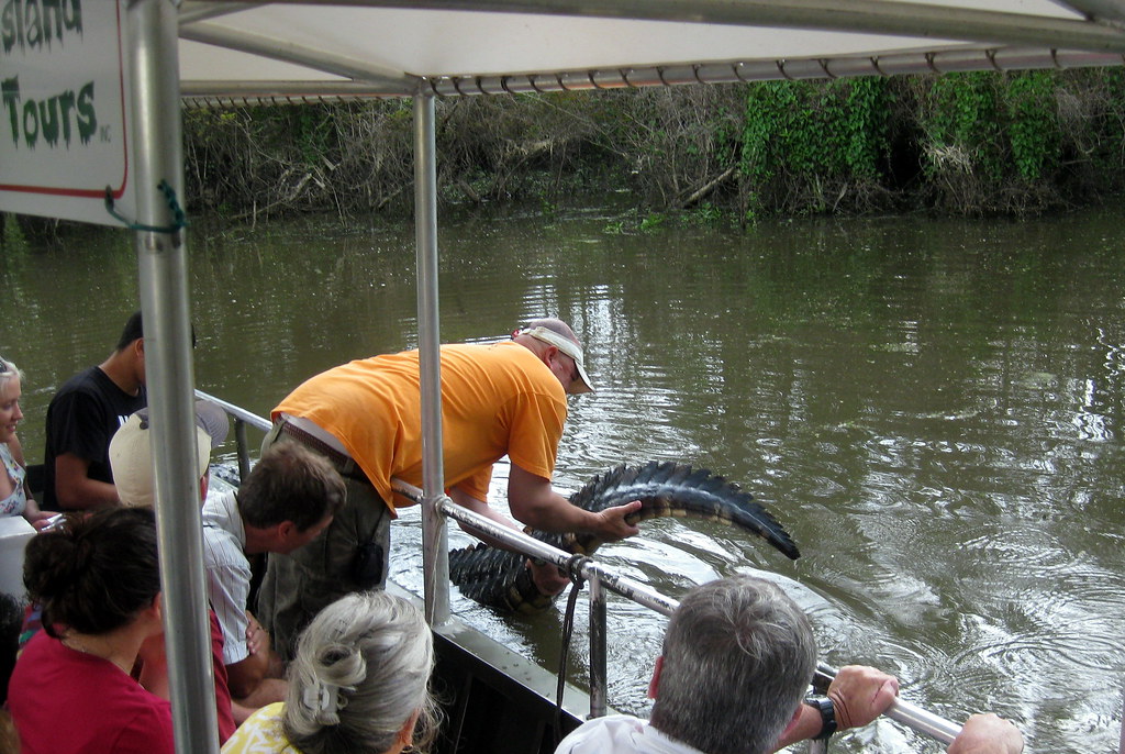 Alligators Represent an Extraordinary Conservation Success Story