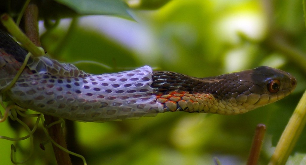 Skin and Scale Adaptations: Protection in Different Elements