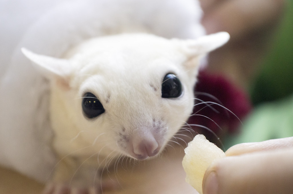 white Sugar Glider eating